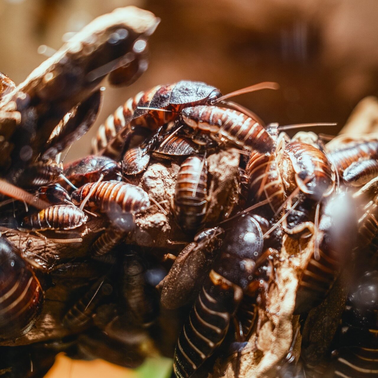 Imunizadora e Dedetizadora Quallity