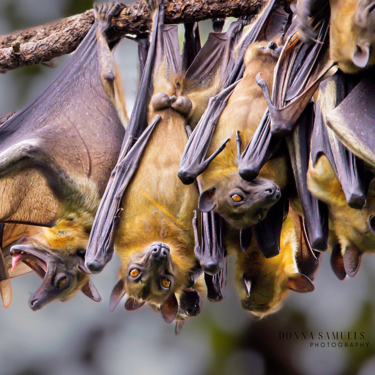 Imunizadora e Dedetizadora Quallity